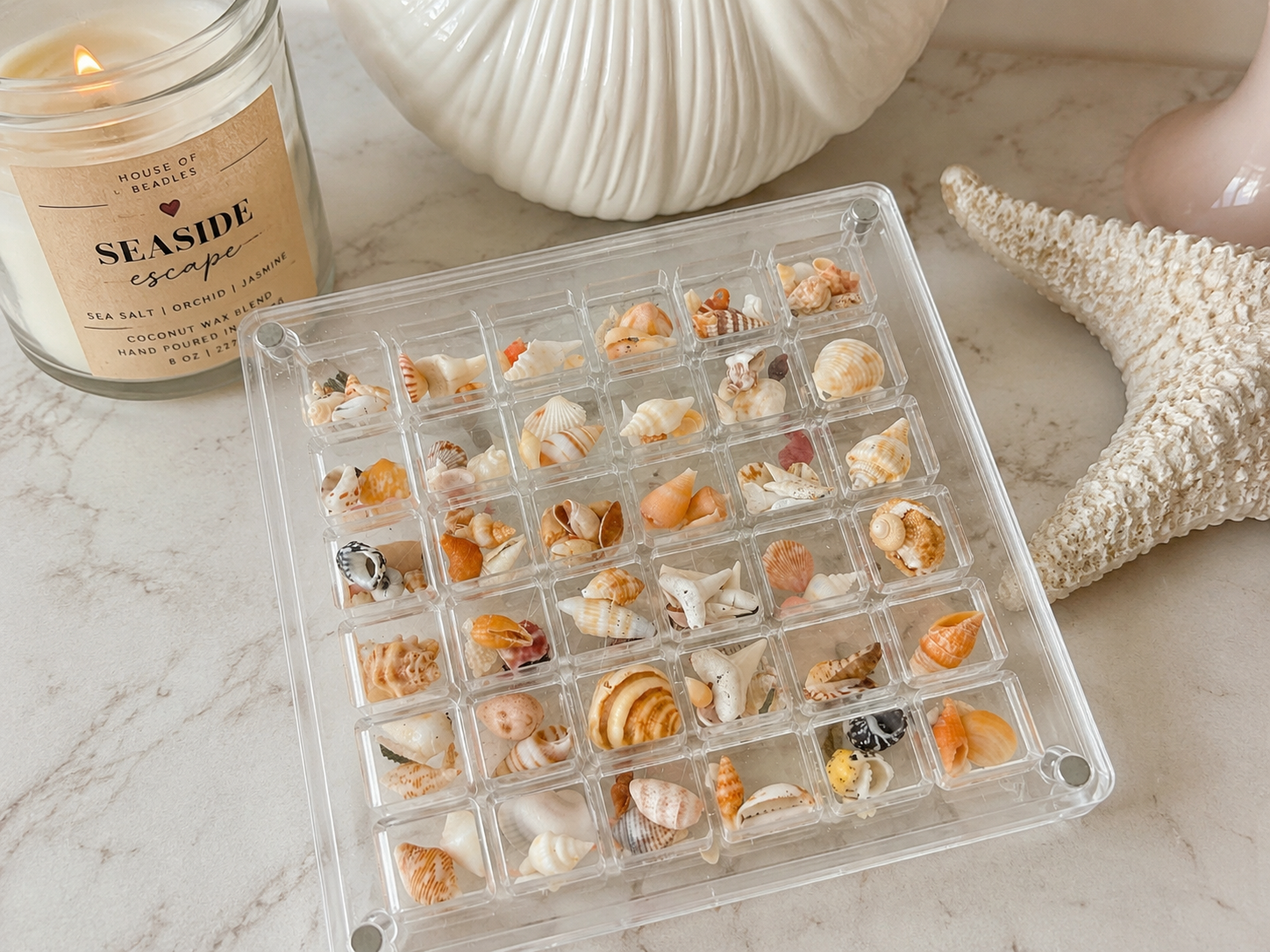 Mini Seashell Collector Display