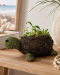 Turtle Succulent Planter